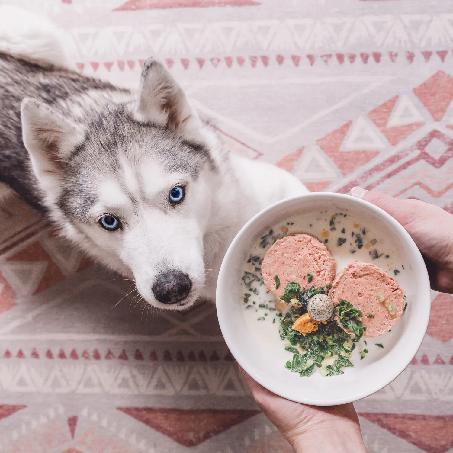 Kibble to Raw Course Raw Food For Dogs